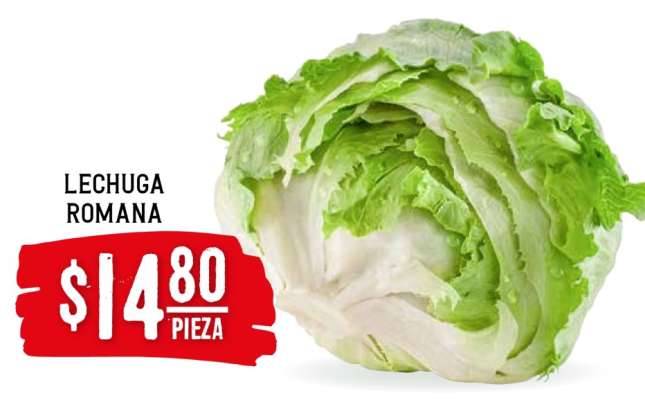 LECHUGA ROMANA