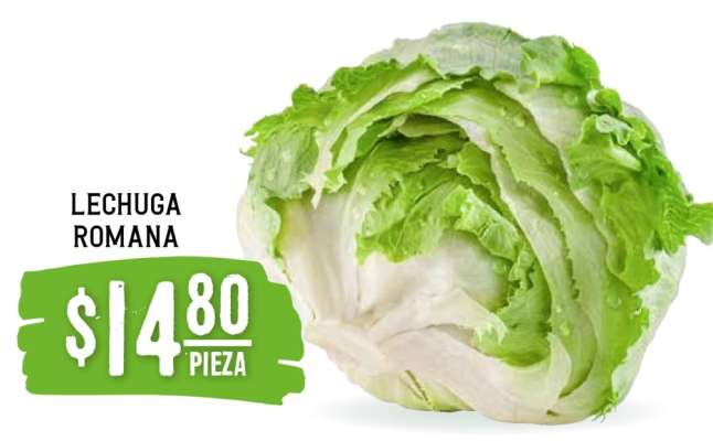 LECHUGA ROMANA